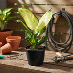 Dieffenbachia Tropic Mariana Pote 24cm