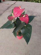 Anturio Rojo Pote 9cm