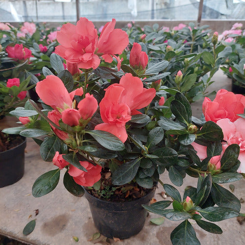 Azalea Pote 14cm