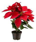 Estrella Federal P14