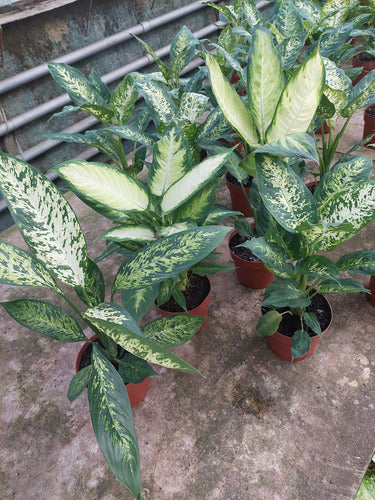 Difembaquia Variado P17 Surtido