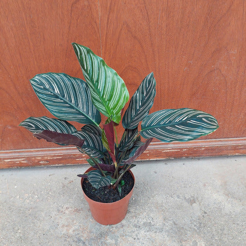 Calathea Ornata Pote 17cm