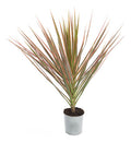 Dracena Tricolor Pote 12cm