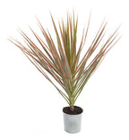 Dracena Tricolor Pote 12cm