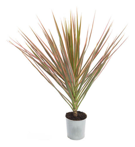 Dracena Tricolor Pote 12cm