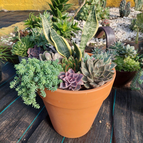 Maceta De Barro Nº24 Blumsa - Terracota - Clásico