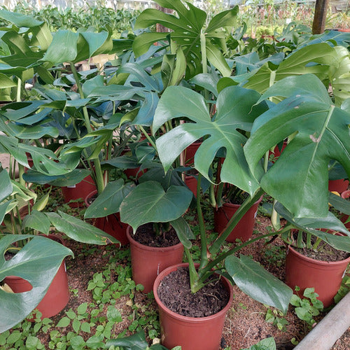 Monstera Deliciosa Pote 24cm