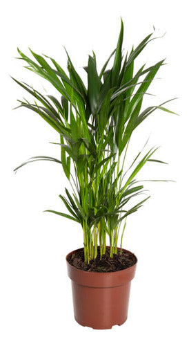 Palmera Areca Bambú P17