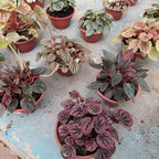 Peperomia Variada C13