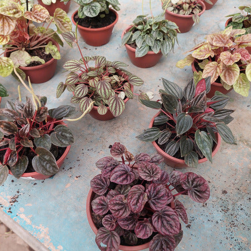 Peperomia Variada C13