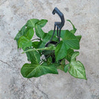 Singonio En Maceta Colgante