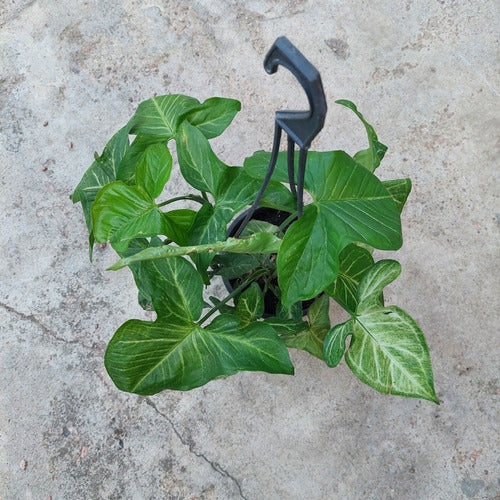 Singonio En Maceta Colgante