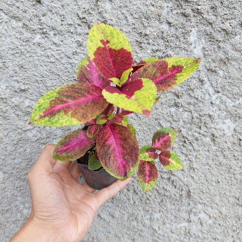 Planta Cretona Chica