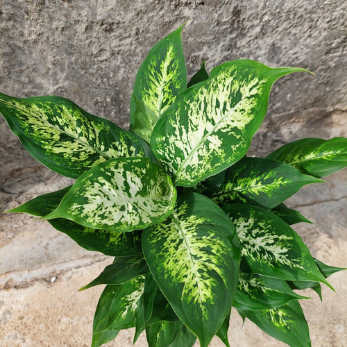 Dieffenbachia Compacta P17