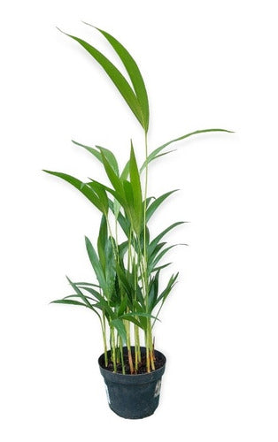 Palmera Areca Bambu Pote 11cm