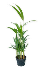 Palmera Areca Bambu Pote 11cm