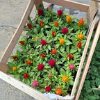 Florales De Estación × 30 Unidades Surtido