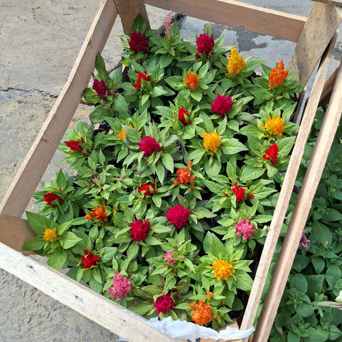 Florales De Estación × 30 Unidades Surtido