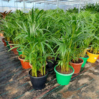 Palmera Areca Pote 24cm
