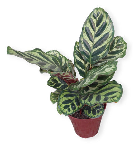Calathea Makoyama Pote 12cm