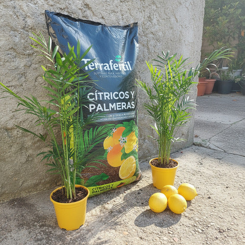 Sustrato Para Cítricos Y Palmeras Terrafertil 20 Litros