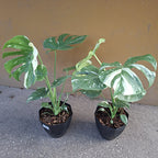 Monstera Thai Constellation Pote 18cm