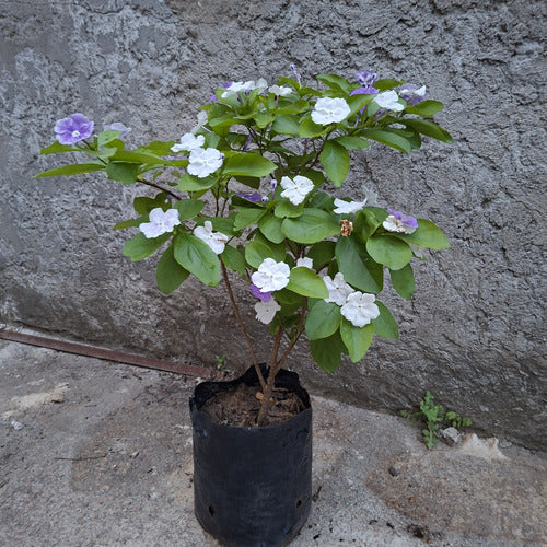 Jazmín Paraguayo Mediano .
