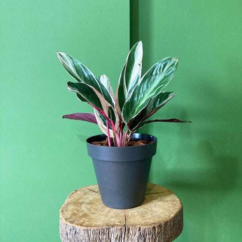 Maceta Sampa 16 × 14cm Vasart Negro