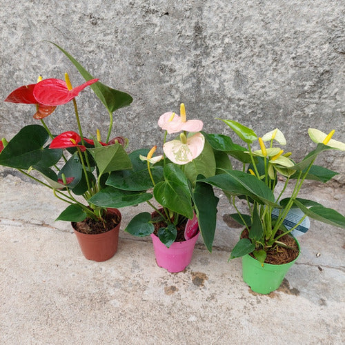 Anturio Surtido Pote 9cm