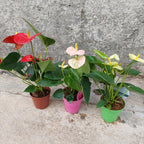 Anturio Surtido Pote 9cm