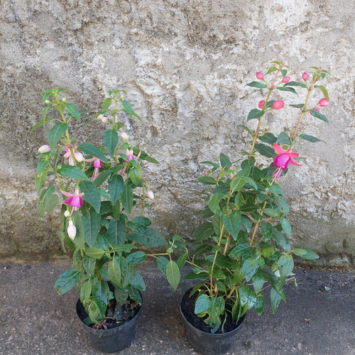 Aljaba Pote 11cm Surtido