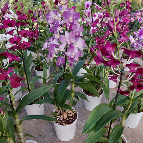 Orquídea Denphal Pote 12cm