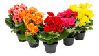 Begonia Pote 11cm Surtido