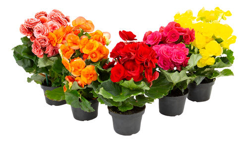 Begonia Pote 11cm Surtido
