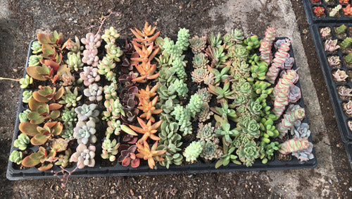 Bandeja De Suculentas × 105 Unidades