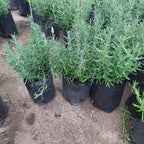 Planta Lavanda Mediana