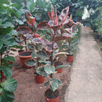 Ficus Elastica Ruby P24