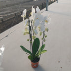 Orquídea Phalaenopsis Cascada Con 2 Varas Florales Pote 15cm