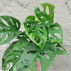 Monstera Adansonii Pote 15cm