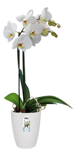 Maceta Para Orquídea Elho Orchid High Brussels 12cm Blanco Brussels