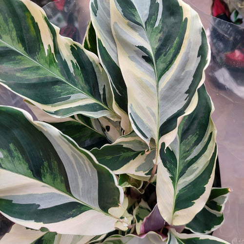 Calathea White Fusion Pote 12cm
