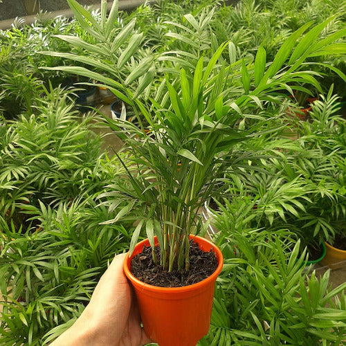 Palmera Chamaedorea Elegans Pote 11cm