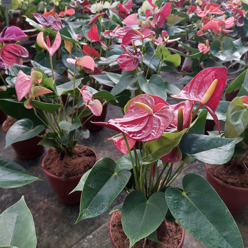 Anturio Surtido Pote 15cm