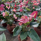 Anturio Surtido Pote 15cm