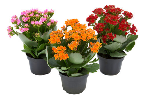 Kalanchoe Flor Simple Pote 11cm ×3 Unidades
