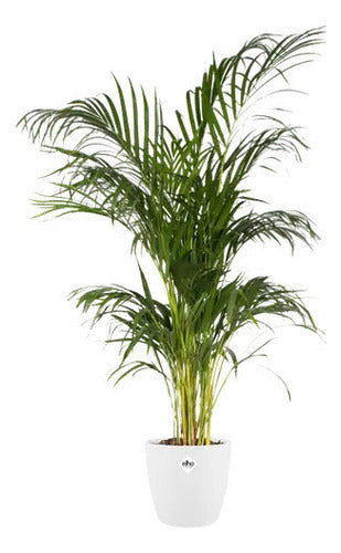 Maceta Brussels Round 16cm Elho Blanco Brussels Round