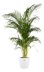 Maceta Brussels Round 16cm Elho Blanco Brussels Round