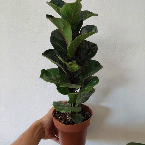 Ficus Lyrata Bambino Pote 15cm