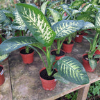 Dieffenbachia Tropic Snow Pote 17cm