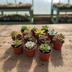 Mix De Suculentas Pote 6cm ×15 Unidades